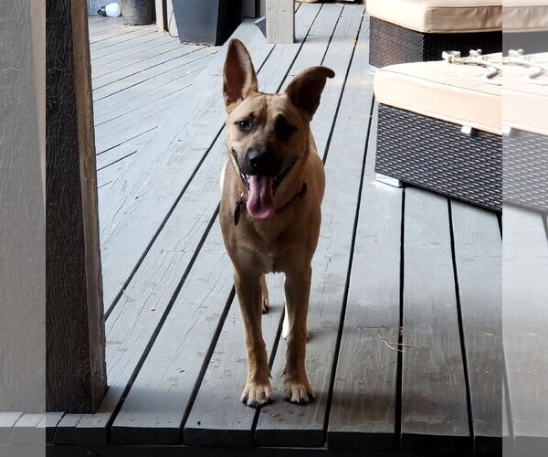 Medium Photo #1 German Shepherd Dog Puppy For Sale in Denton, TX, USA