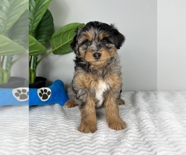 Medium Photo #6 Aussiedoodle Miniature  Puppy For Sale in FRANKLIN, IN, USA