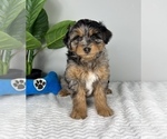 Small Photo #6 Aussiedoodle Miniature  Puppy For Sale in FRANKLIN, IN, USA