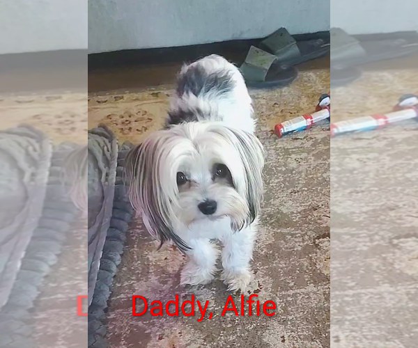 Medium Photo #10 Biewer Terrier-Pomeranian Mix Puppy For Sale in ESTILL SPRINGS, TN, USA