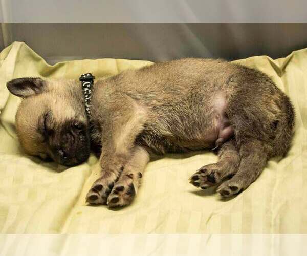 Medium Photo #2 Mutt Puppy For Sale in Imlay City, MI, USA