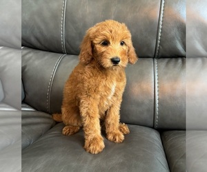 Goldendoodle (Miniature) Puppy for sale in FRANKLIN, IN, USA