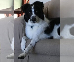 Border Collie-Unknown Mix Dogs for adoption in Mundelein, IL, USA