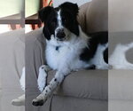 Small Border Collie Mix