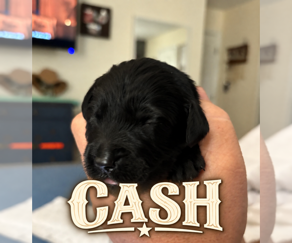 Medium Photo #15 Goldendoodle Puppy For Sale in COCOA, FL, USA