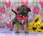 Small Australian Shepherd-Norwegian Elkhound Mix