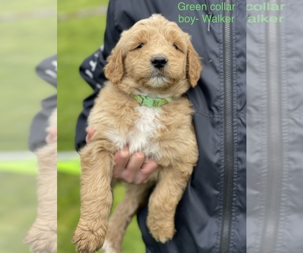 Medium Photo #4 Aussiedoodle Puppy For Sale in BATTLE GROUND, WA, USA