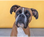 Small #1 Boxer