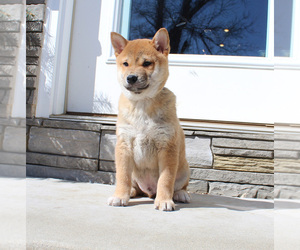 Shiba Inu Puppy for sale in CANTON, SD, USA