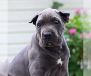 Cane Corso Puppy for sale in HONEY BROOK, PA, USA