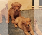 Small Photo #2 Labrador Retriever Puppy For Sale in HOLLAND PATENT, NY, USA