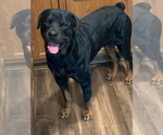 Small Photo #5 Rottweiler Puppy For Sale in SUN CITY, AZ, USA