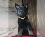 Small Photo #11 German Shepherd Dog Puppy For Sale in SUMPTER TWP, MI, USA