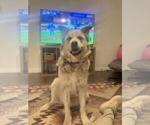Alaskan Malamute-Huskies  Mix Dogs for adoption in Chandler, AZ, USA