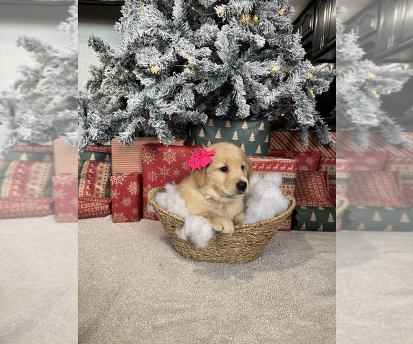 Medium Photo #3 Golden Retriever Puppy For Sale in DAVENPORT, FL, USA