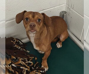 Chiweenie Dogs for adoption in Royal Palm Beach, FL, USA