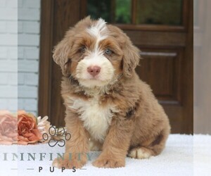 Bernedoodle (Miniature) Puppy for sale in NARVON, PA, USA