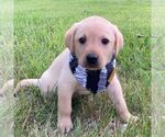 Small Photo #2 Labrador Retriever Puppy For Sale in ARLINGTON, KS, USA