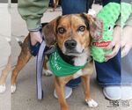 Small #3 Beagle-Catahoula Leopard Dog Mix