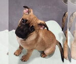 Small #2 Pug Mix