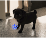 Small Pug