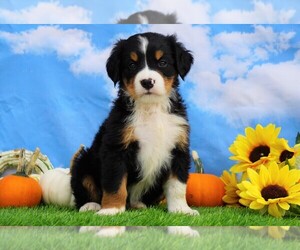Bernese Mountain Dog Puppy for sale in FREDERICKSBG, OH, USA