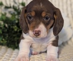 Small Photo #29 Dachshund Puppy For Sale in GOSHEN, IN, USA