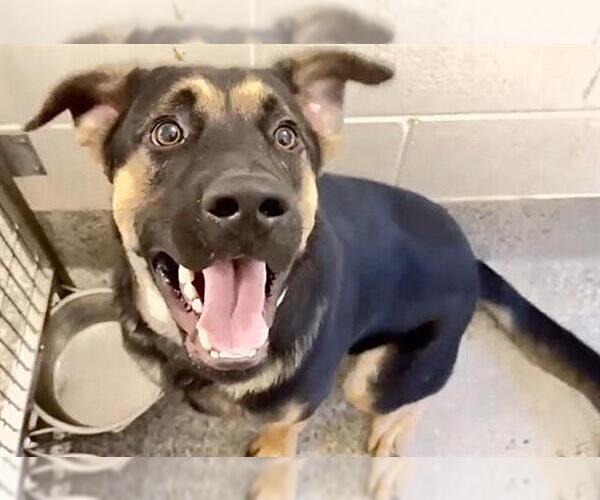 Medium Photo #1 German Shepherd Dog Puppy For Sale in Houston, TX, USA