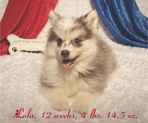 Pomsky Puppy for sale in RAMONA, CA, USA