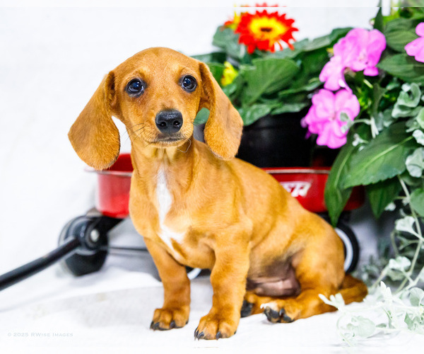 Medium Photo #8 Dachshund Puppy For Sale in WAKARUSA, IN, USA