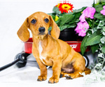 Small #7 Dachshund