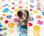 Small #5 Cockapoo (Toy)-Poodle (Toy) Mix