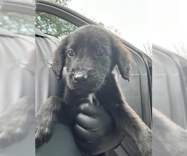 Medium Photo #1 Mutt Puppy For Sale in Houston, TX, USA