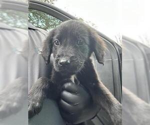 Mutt Dogs for adoption in Houston, TX, USA