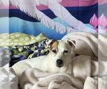Small Photo #35 Jack Russell Terrier Puppy For Sale in Fargo, ND, USA
