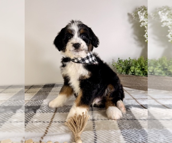 Medium Photo #4 Bernedoodle (Miniature) Puppy For Sale in GREENFIELD, IN, USA