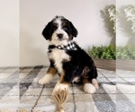 Small #3 Bernedoodle (Miniature)