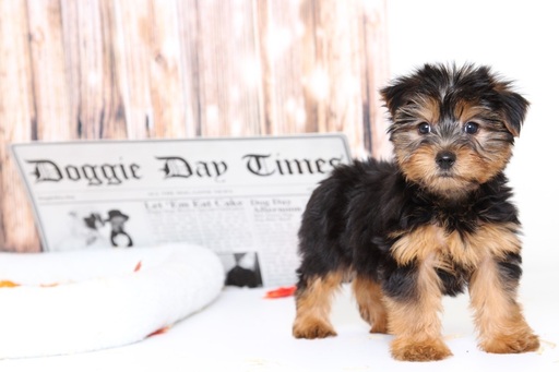 Medium Photo #4 Yorkshire Terrier Puppy For Sale in BEL AIR, MD, USA