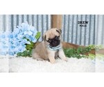 Small #25 Pug