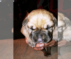 Cane Corso Puppy for sale in SPRINGFIELD, MO, USA