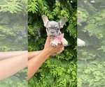 Small #6 French Bulldog
