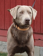 Labrador Retriever Puppy for sale in CREWE, VA, USA