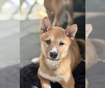 Small #13 Shiba Inu