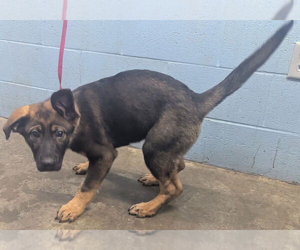 Medium Photo #5 Mutt Puppy For Sale in Evansville, IN, USA