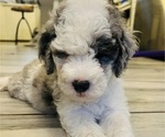 Small Photo #16 Sheepadoodle Puppy For Sale in HUNTINGTON BEACH, CA, USA