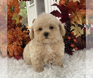 Poodle (Toy) Puppy for sale in MIAMI, FL, USA