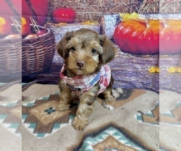 Medium Photo #7 Morkie Puppy For Sale in CASSVILLE, MO, USA