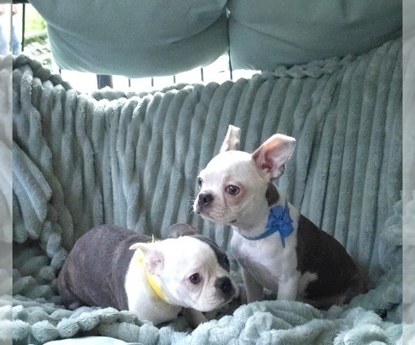 Medium Photo #14 Boston Terrier Puppy For Sale in MINERAL WELLS, WV, USA