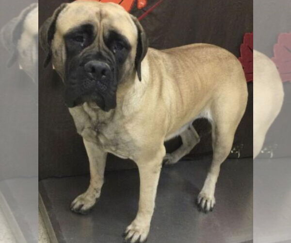 Medium Photo #2 Bullmastiff Puppy For Sale in Goodyear, AZ, USA