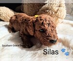 Small Photo #60 Goldendoodle (Miniature) Puppy For Sale in GASTONIA, NC, USA